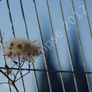 domspitzen mit distel