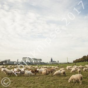 Schafe auf den Poller Wiesen