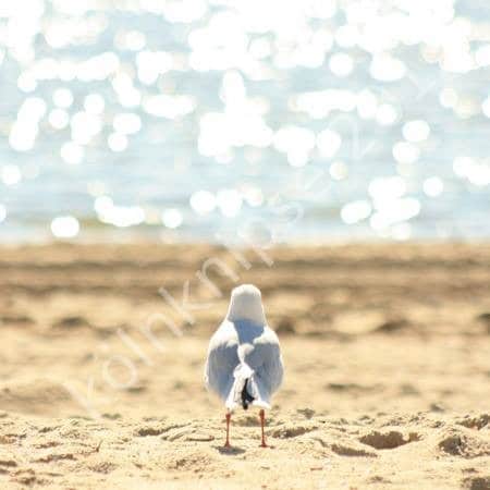 Neue Aufblasbare Spielzeug Möwe 76cm Toller Spaß Ideal für Strand Szenen