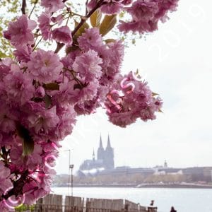 Kirschblüte im Kölner Rheinpark