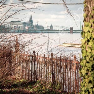 Hochwasser Köln mit Blick auf Dom