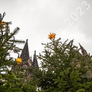 Weihnachtsbäume vorm Kölner Dom